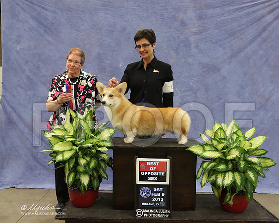 CorgPW-9603-LR