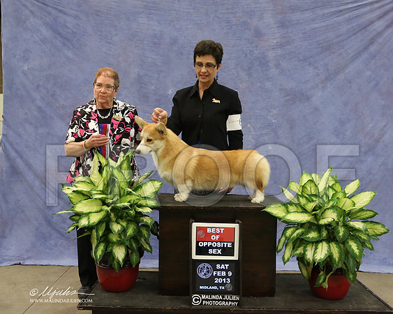 CorgPW-9613-LR