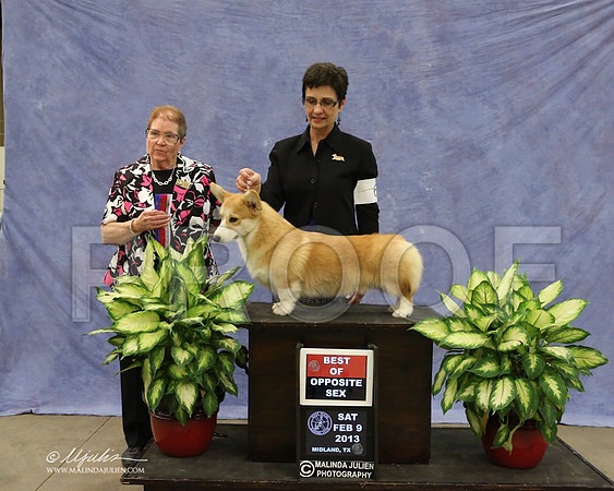 CorgPW-9615-LR