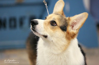 Pembroke Welsh Corgi B Match Ring Fri LR Midland Feb 2013