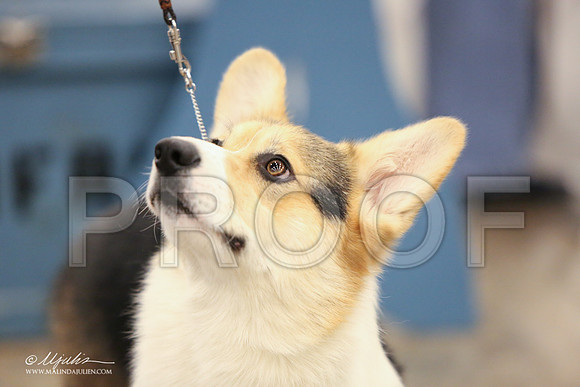CorgiPW-1349-LR