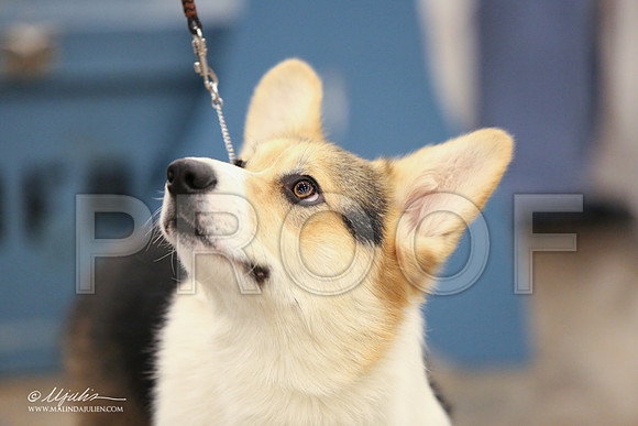 CorgiPW-1350-LR