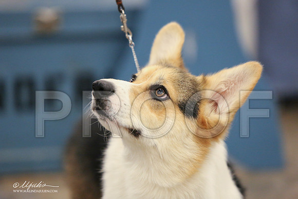 CorgiPW-1348-LR