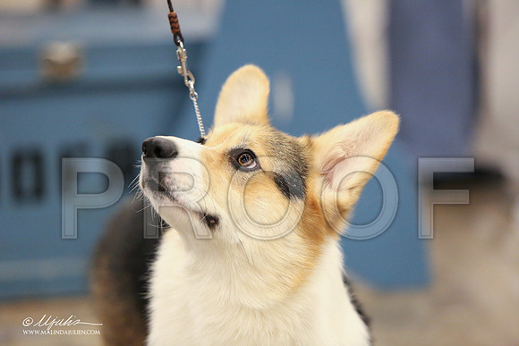 CorgiPW-1351-LR