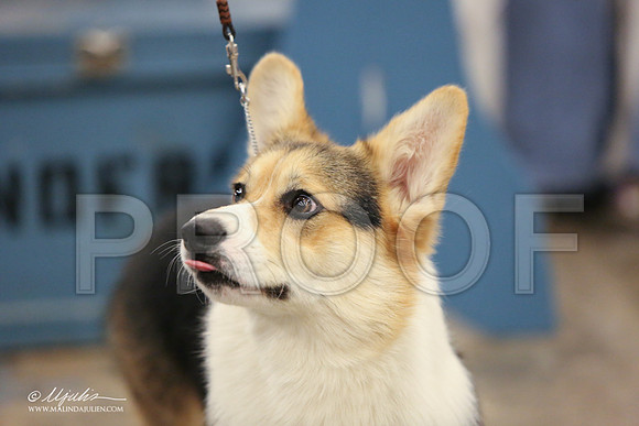 CorgiPW-1352-LR