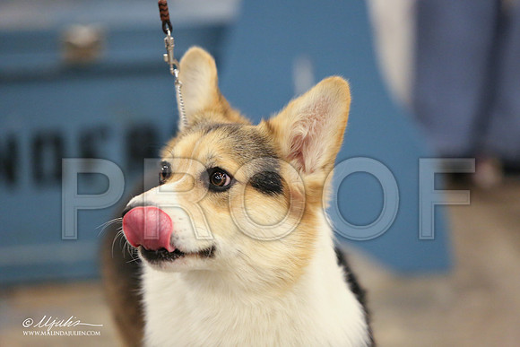 CorgiPW-1353-LR