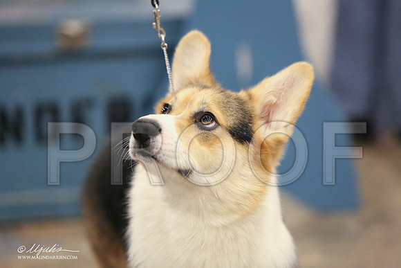 CorgiPW-1354-LR