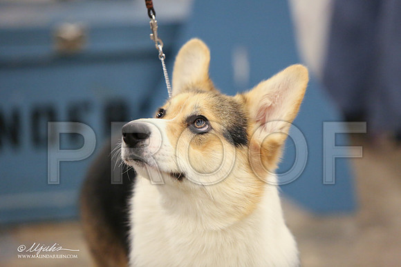 CorgiPW-1355-LR