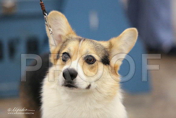 CorgiPW-1356-LR