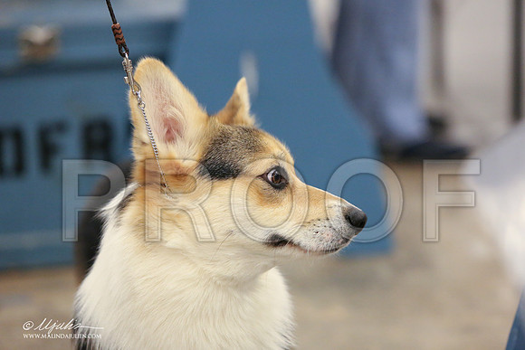 CorgiPW-1358-LR