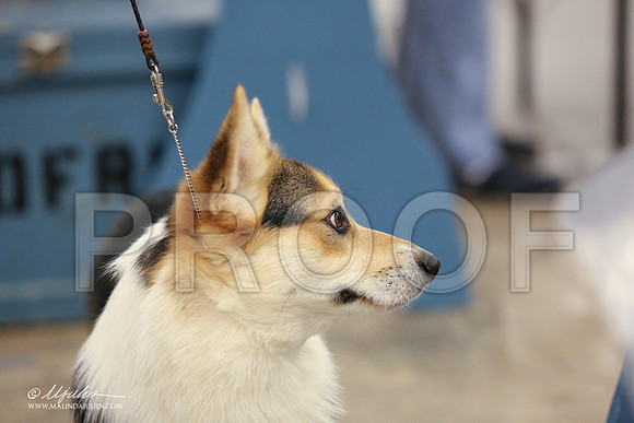 CorgiPW-1359-LR