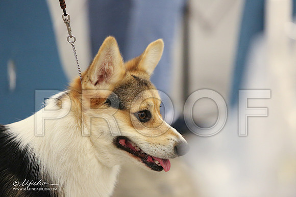 CorgiPW-1418-LR