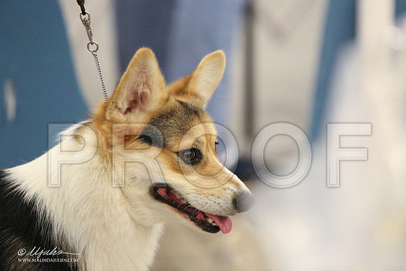CorgiPW-1419-LR