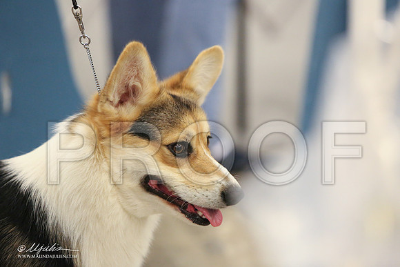 CorgiPW-1420-LR