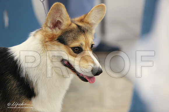 CorgiPW-1421-LR