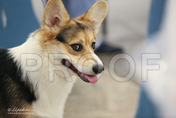 CorgiPW-1422-LR