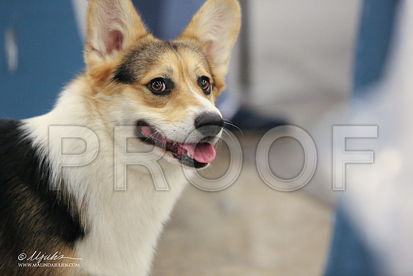 CorgiPW-1423-LR
