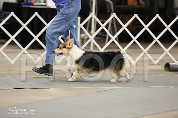 CorgiPW-1432-LR