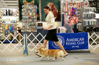 Pembroke Welsh Corgi Sat Ring LR Midland Feb 2013