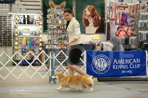 CorgPW-2493-LR