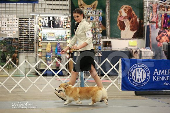 CorgPW-2494-LR