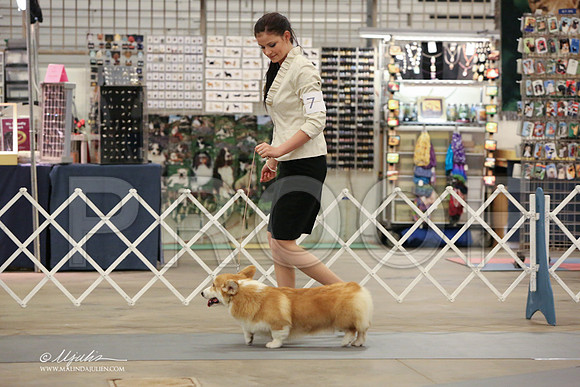 CorgPW-2495-LR