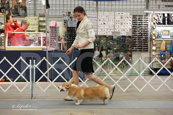 CorgPW-2497-LR
