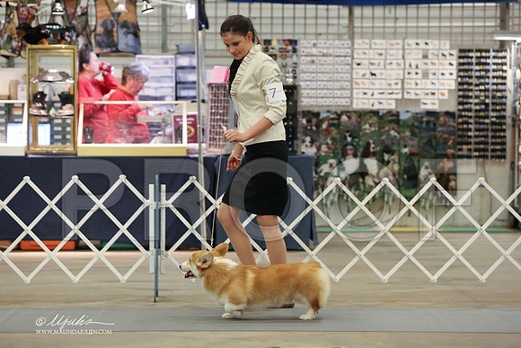 CorgPW-2498-LR