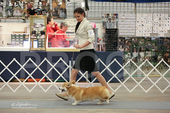 CorgPW-2499-LR