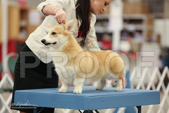 CorgPW-2505-LR
