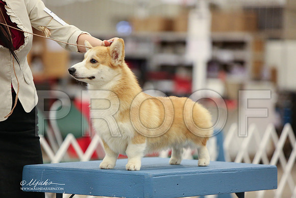 CorgPW-2507-LR