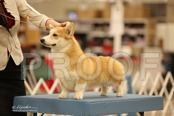 CorgPW-2508-LR