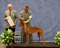 Pharaoh Hound #5 Sun Group 3 Darci Kunard Judge R Hartinger LR Midland Feb 2013