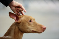 Pharaoh Hound Sun Ring LR Midland Feb 2013