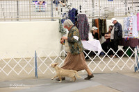 Podengo Sat Ring  LR Midland Feb 2013