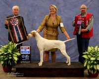 Pointer #6 Sat Best in Show Jennifer Mosing Judge R Hartinger LR Midland Feb 2013
