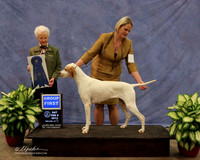 Pointer #6 Sat Group 1 Jennifer Mosing Judge R Hartinger