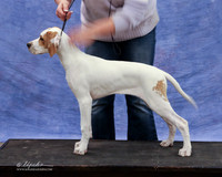 Pointer Fri B Match Brooke Ayala LR Midland Feb 2013
