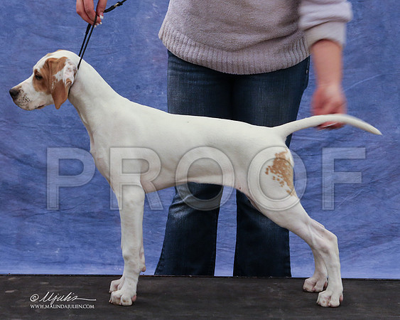 pointer-9419-LR