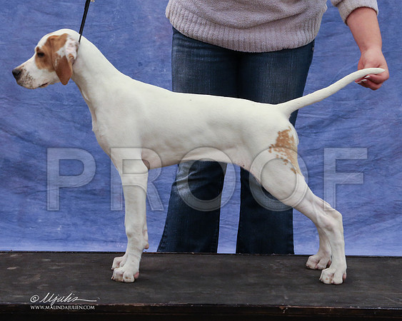 pointer-9423-LR
