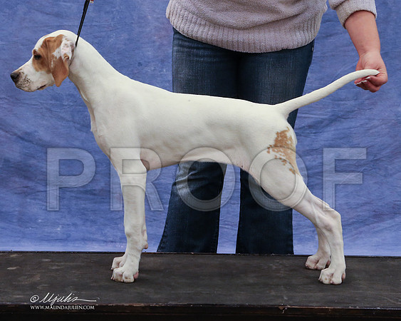 pointer-9424-LR