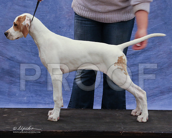 pointer-9426-LR