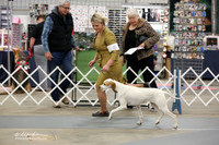 Pointers Sat Ring LR Midland Feb 2013