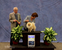 Pomeranian #11 Sun Best of Breed Caryl Scrimpsher Judge R Hartinger LR Midland Feb 2013