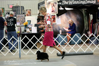 Pomeranian Sat Ring LR Midland Feb 2013