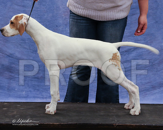 pointer-9421-LR