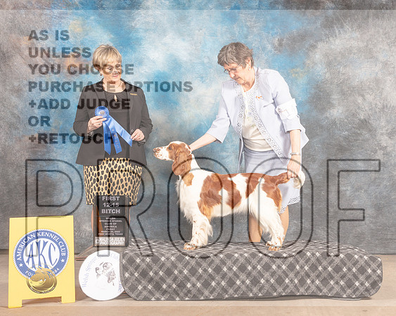Welsh Springer Spaniel #19 Fri 12-151st Judge Peggy Beisel McIlwainer-MMJ_7802-FW2022-HR3