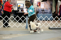 Poodle Miniature Sat Ring LR Midland Feb 2013