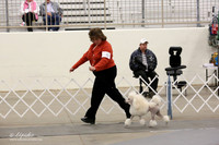 Poodle Miniature Sun Ring LR Midland Feb 2013