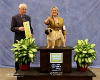 Pug #7 Rosemary Bale-Woodside Agent Brooke Young Judge R Hartinger LR Midland Feb 2013